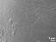 exine surface