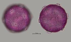 hydrated Pollen