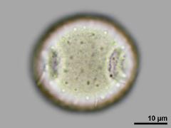 equatorial view,hydrated pollen