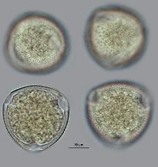 hydrated pollen