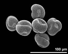 dry pollen grains