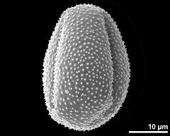 dry pollen grain in equatorial view