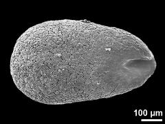 pollinium