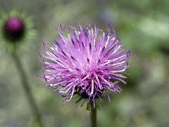 inflorescence(s)