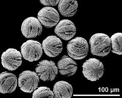 hydrated pollen grains