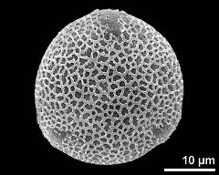 polar view (3-colpate pollen grain)