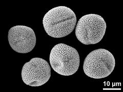 dry pollen grains