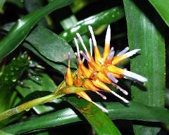 flowers of Aechmea fraseri