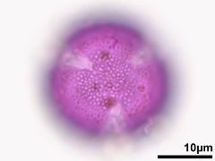 hydrated pollen,polar view