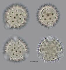 hydrated pollen