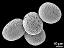 hydrated pollen grains