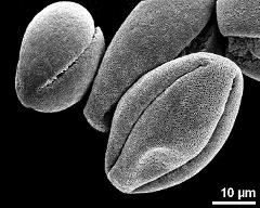 dry pollen grains