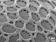 exine surface