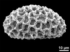 dry pollen