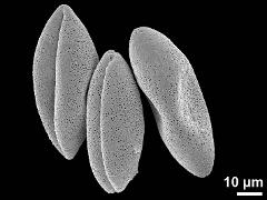dry pollen