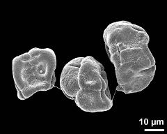 dry tetrads