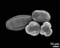 dry pollen grains