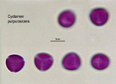 hydrated pollen