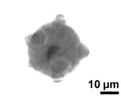 pollen grain with generative cell