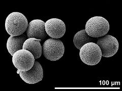 hydrated pollen grains