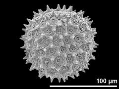 hydrated pollen grain