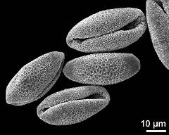 dry pollen grains