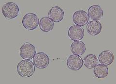 hydrated pollen