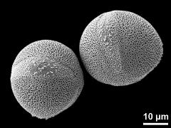 hydrated pollen grains