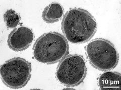 pollen grain in cross section