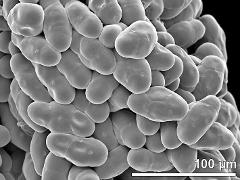 aggregation of tetrads