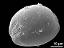 distal polar view