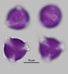 hydrated pollen