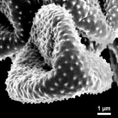 polar view of dry pollen grain