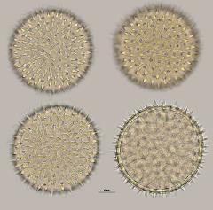 hydrated pollen