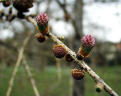 male cone(s)