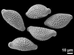 dry pollen grains