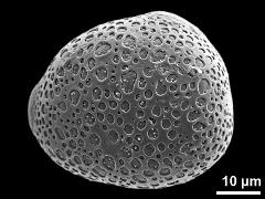 3-porate pollen grain