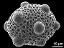 hydrated pollen grain