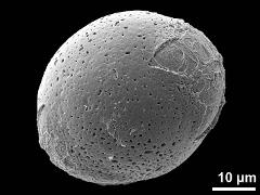hydrated pollen,diporate