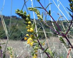 inflorescence(s)