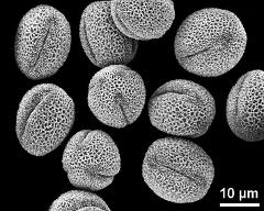 dry pollen grains