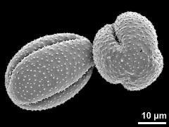 dry pollen grains