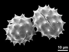 dry pollen grains