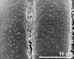 exine surface of dry pollen grain