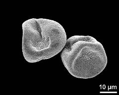 dry pseudomonads