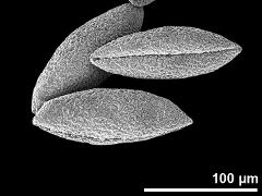 dry pollen grains