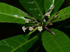 inflorescence(s)