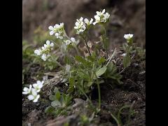 habitus,flower(s)