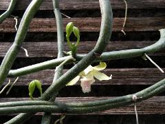 aspect of Vanilla aphylla
