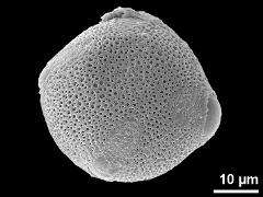 oblique polar view,tetracolporate